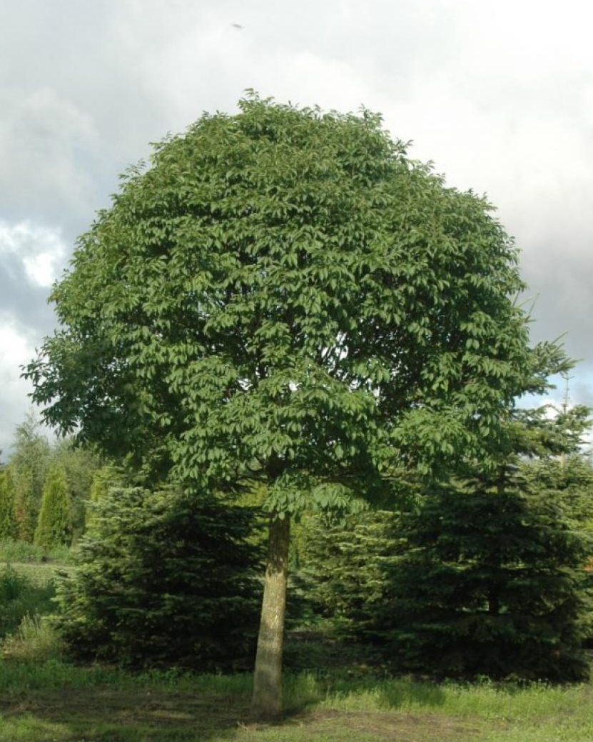 Ясень обыкновенный `Глобоза`, Fraxinus excelsior `Globosa` | СадПарад